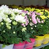 Dutch are interested in new chrysanthemum greenhouse complex in Mordovia