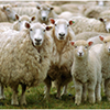 A New Zealand company may open a sheep farm on the Don River