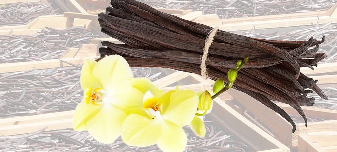 Vanilla Island: Madagascar is the Top Vanilla Exporter